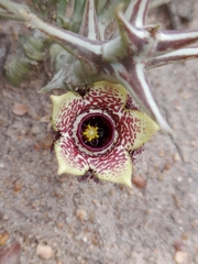 Orbea paradoxa