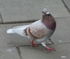 Columba livia domestica