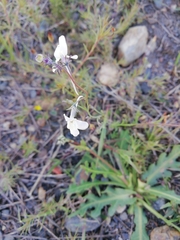Linaria nigricans