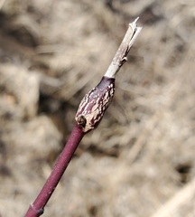 Neolasioptera cornicola