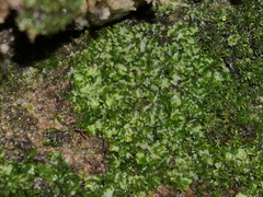 Fossombronia angulosa