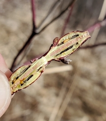 Neolasioptera cornicola