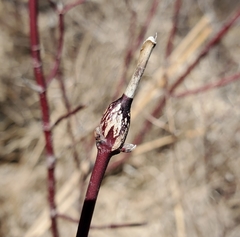 Neolasioptera cornicola