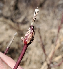Neolasioptera cornicola