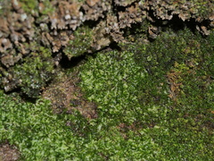 Fossombronia angulosa