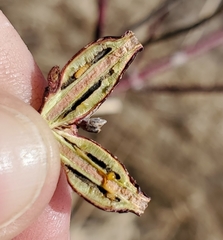 Neolasioptera cornicola