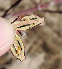 Neolasioptera cornicola