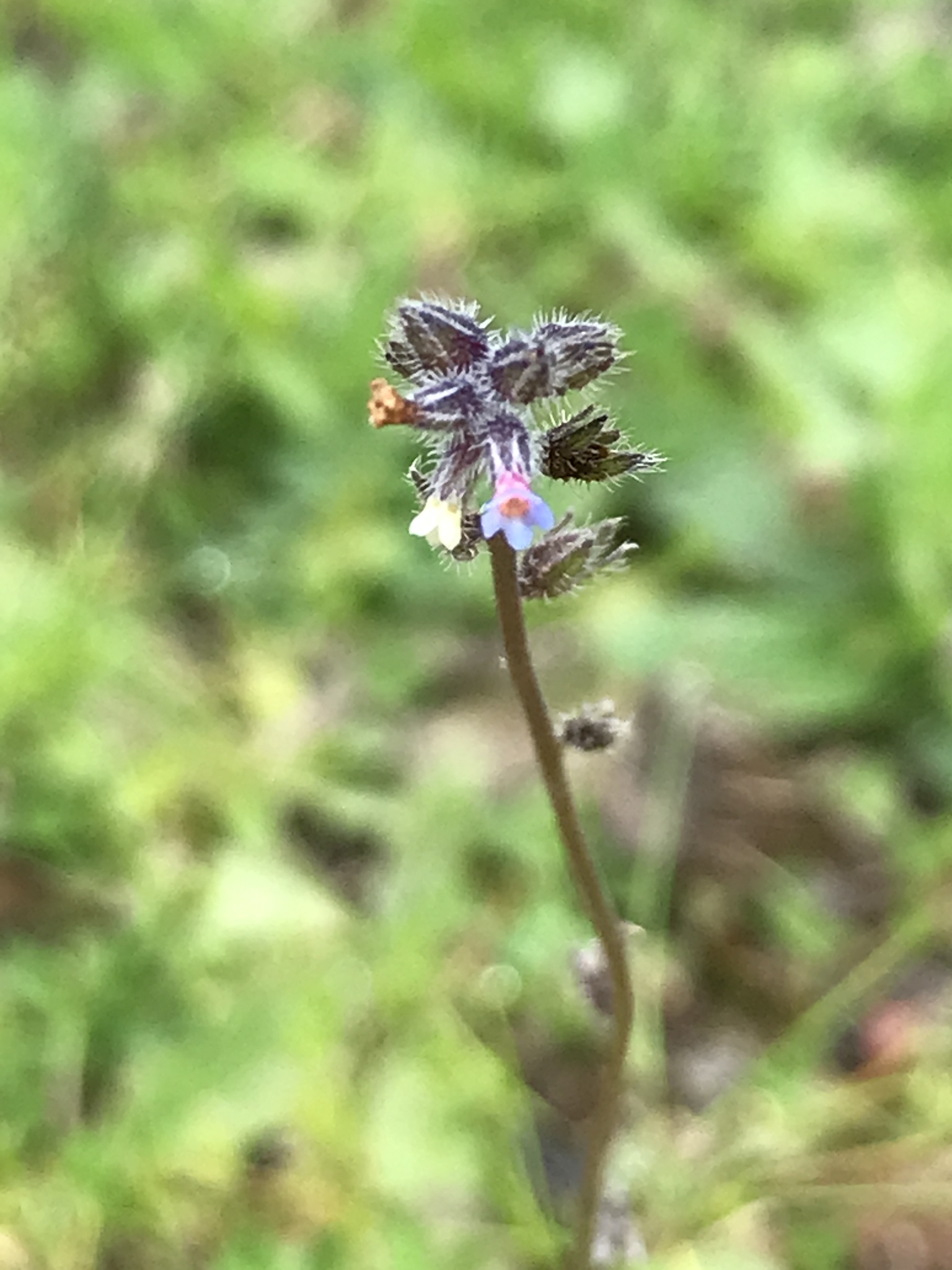 Myosotis discolor