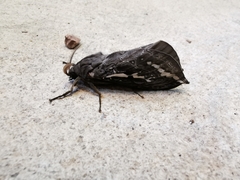 Abantiades atripalpis