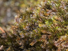 Campylopus atrovirens