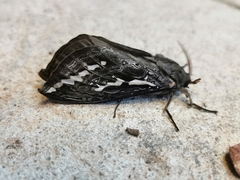 Abantiades atripalpis