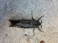 Abantiades atripalpis