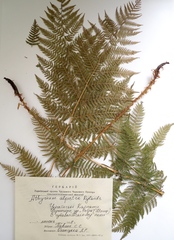 Athyrium distentifolium