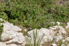 Helictotrichon convolutum