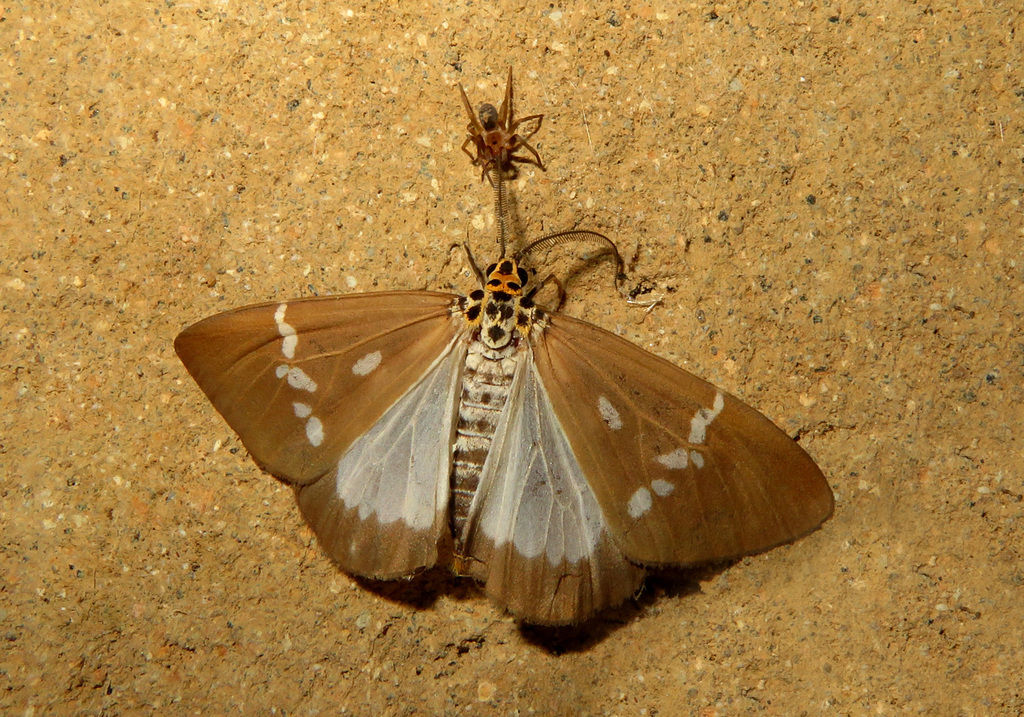 Utetheisa balinensis