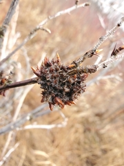 Rhopalomyia grossulariae