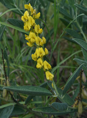 Crotalaria novae-hollandiae