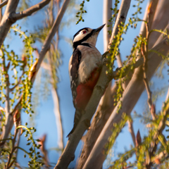 Dendrocopos major