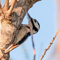 Dendrocopos major