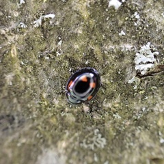 Exochomus quadripustulatus