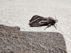 Abantiades atripalpis