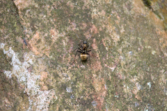 Polyrhachis militaris