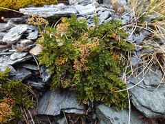 Gingidia decipiens