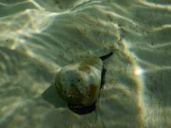 Conus betulinus
