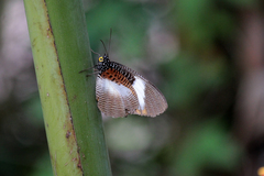Elymnias bammakoo rattrayi