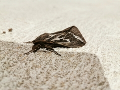 Abantiades atripalpis