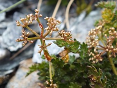 Gingidia decipiens