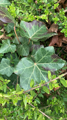 Hedera helix