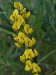Crotalaria novae-hollandiae