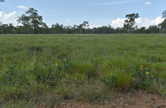 Crotalaria novae-hollandiae
