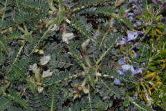 Astragalus terraccianoi
