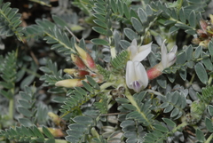 Astragalus terraccianoi