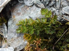 Gingidia decipiens