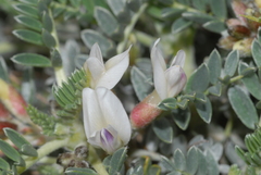 Astragalus terraccianoi