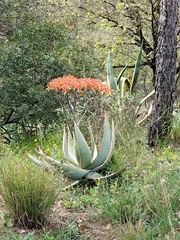 Aloe striata