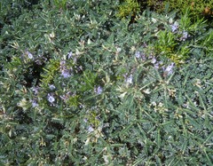 Astragalus terraccianoi