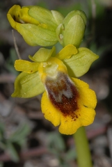 Ophrys lutea phryganae