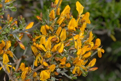 Genista corsica