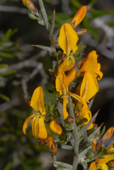 Genista corsica