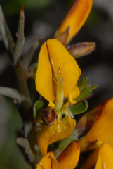 Genista corsica