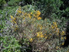 Genista corsica
