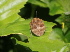 Orsilochides stictica