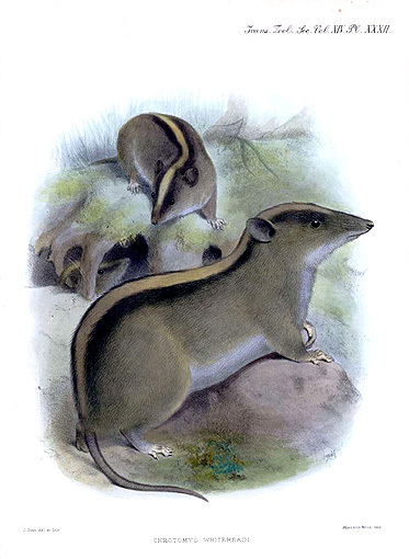 Luzon Striped Rats