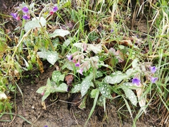 Pulmonaria hirta