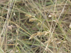 Eragrostis superba