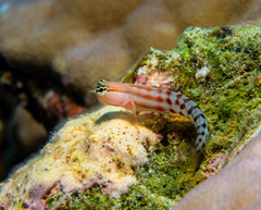 Ecsenius fijiensis